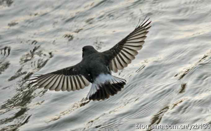 全方位观察红尾水鸲（组图）