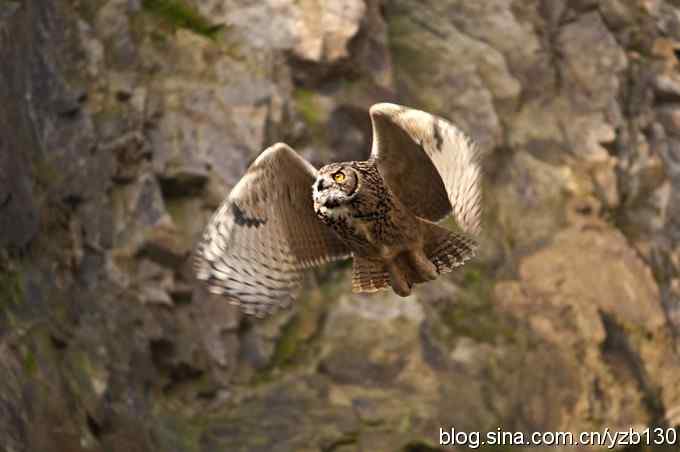 终于拍到大雕神猫了鈥斺敱贝骱有菁俚谒摹⑽逄欤ㄗ橥迹18张图片）