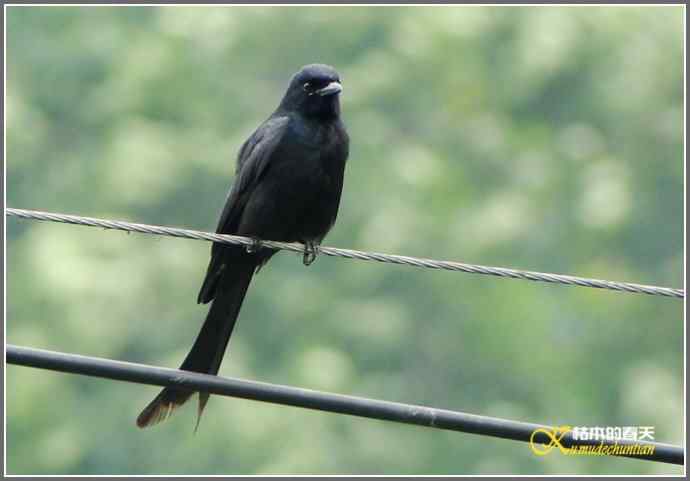雨天拍鸟的惊喜【照片】