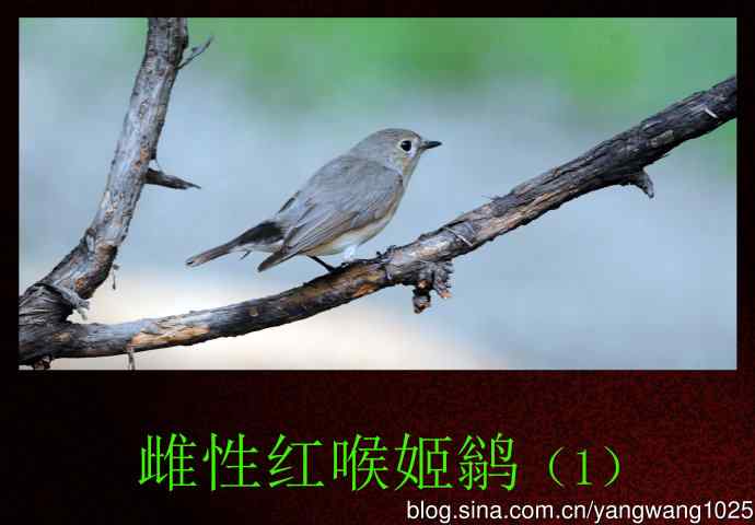 雌性红喉姬鹟(1) 雌性红喉姬鹟(1)