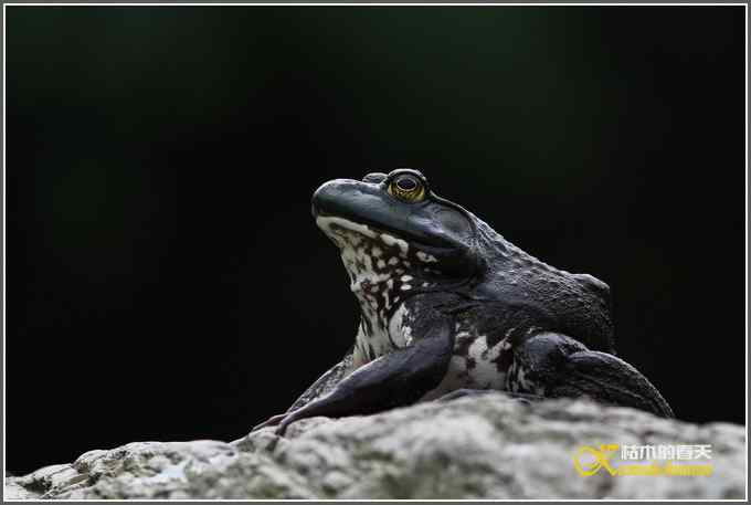 蛙中王者-牛蛙【照片】