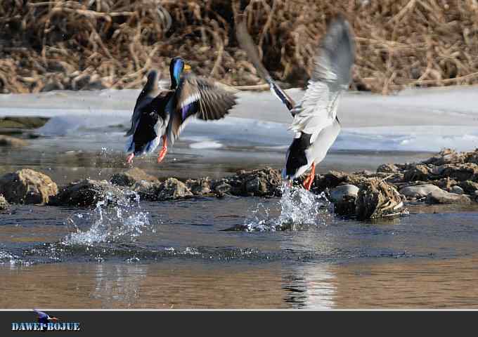 【新鸟】针尾鸭和白河湾的几只鸟