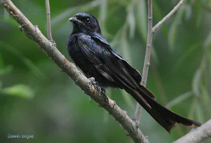 黑卷尾和疑似灰暗鹃鵙(雌) 黑卷尾和疑似灰暗鹃鵙(雌)