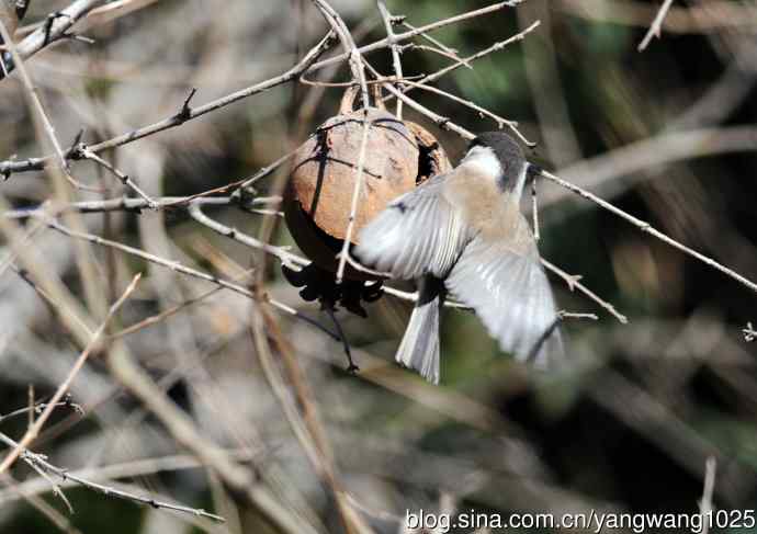 褐头山雀(2) 褐头山雀(2)