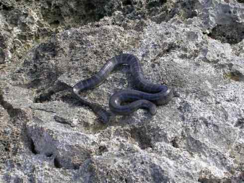 龙：传说的兽原型探秘（海蛇类）