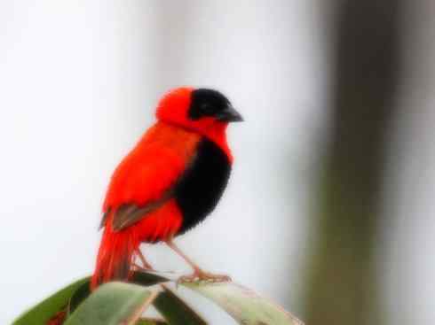 十大鸟类建筑师之二（织布鸟、维达雀）