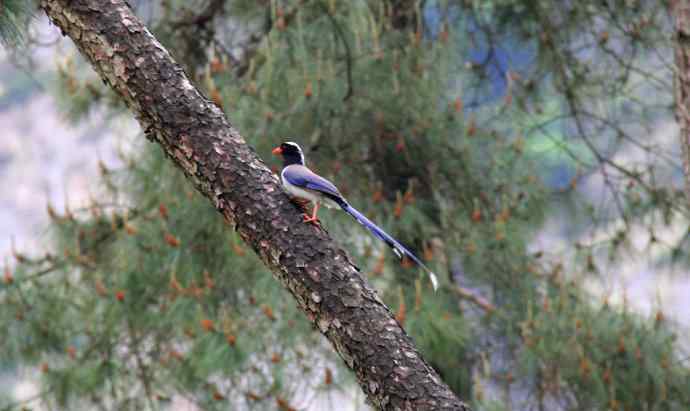 187.浙江缙云仙都农家乐（-）朱潭山鸟图