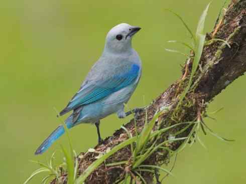 极品红色鸟类：猩红比蓝雀