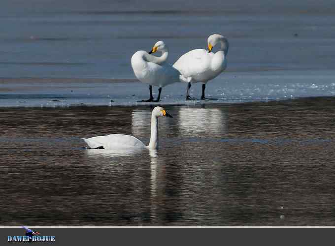 三月到昆明湖看天鹅 三月到昆明湖看天鹅