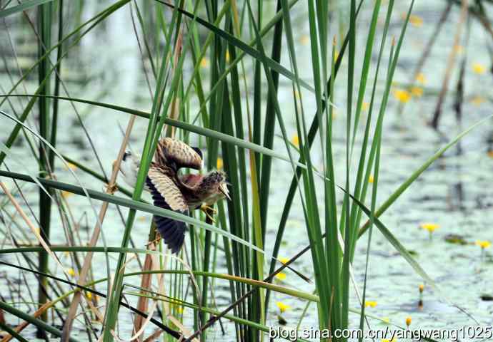 北京将府公园的鸟类——为领地而战（记黄苇鳽的一场战斗）