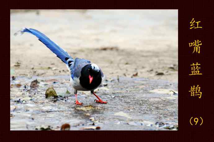 北京天坛公园的鸟类——红嘴蓝鹊（9）