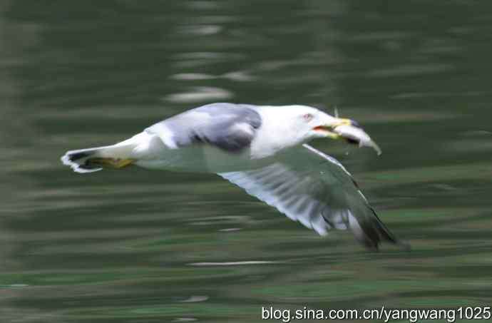 飞（海鸥与夜鹭） wbr2