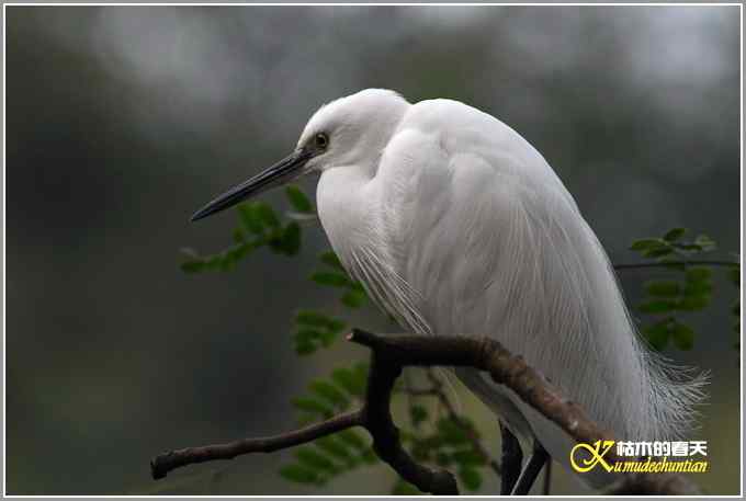 今年冬天的鸟儿有点少【照片】