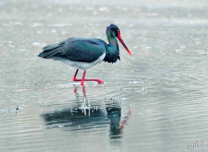 北京十渡 wbr路 wbr黑鹳 北京十渡 wbr路 wbr黑鹳