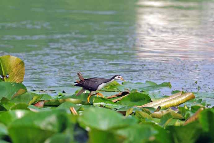 白胸苦恶鸟（2）