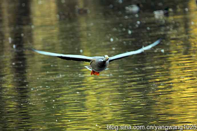 杂片(抓拍) 杂片(抓拍)
