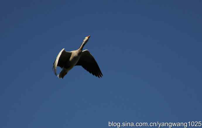 飞 wbr(斑头雁) wbr2 飞 wbr(斑头雁) wbr2