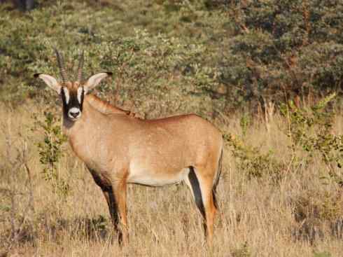 麒麟：传说的兽原型探秘（马羚）
