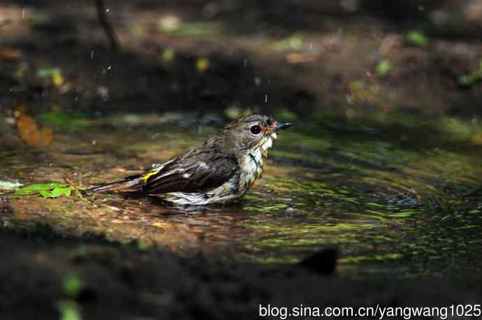 雌性白眉姬鹟(3) 雌性白眉姬鹟(3)