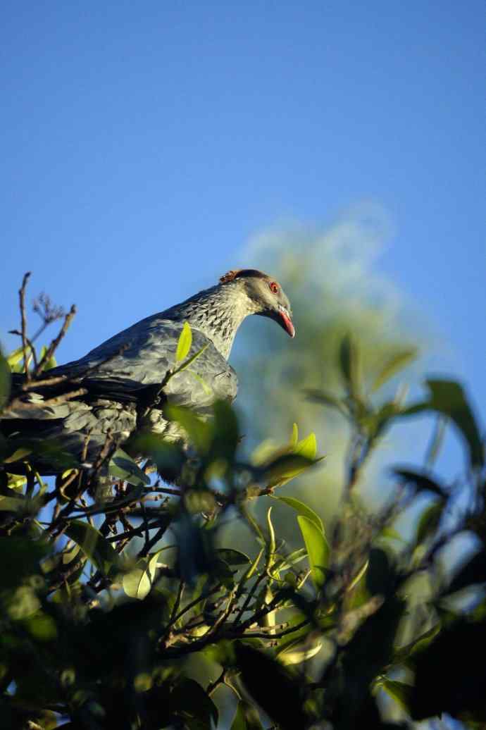 澳洲拍鸟鈥斺敶蚶α料啵1) 澳洲拍鸟鈥斺敶蚶α料啵1)