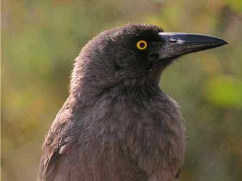 雀鸟也彪悍：战斗机（黑背钟鹊）