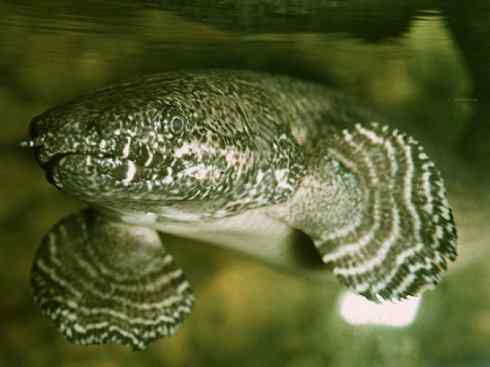 鱼类活化石:多鳍鱼 鱼类活化石:多鳍鱼