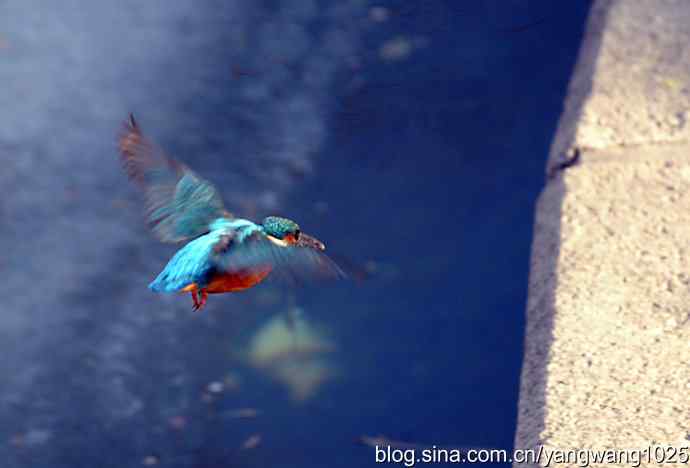 数九寒天我拍到了翠鸟