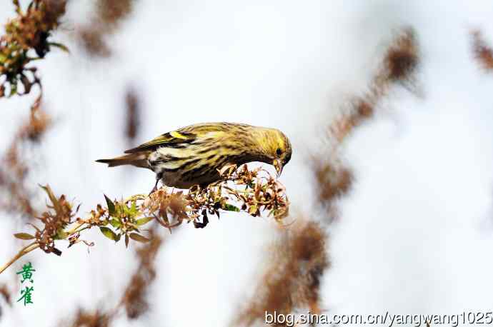 杂片（立冬所获）