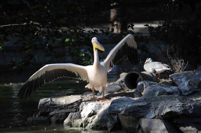 再拍大鹈鹕 wbr8