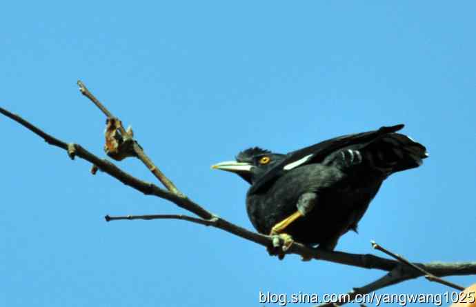 野生鸟(八哥) 野生鸟(八哥)
