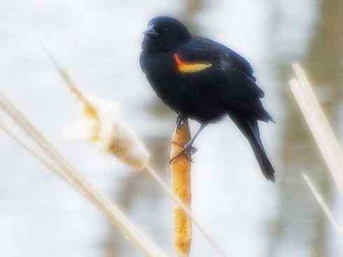 雀鸟也彪悍:小鸟也疯狂(红翅黑鹂) 雀鸟也彪悍:小鸟也疯狂(红翅黑鹂——拟鹂科的战斗种族)