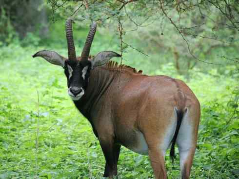 麒麟：传说的兽原型探秘（马羚）