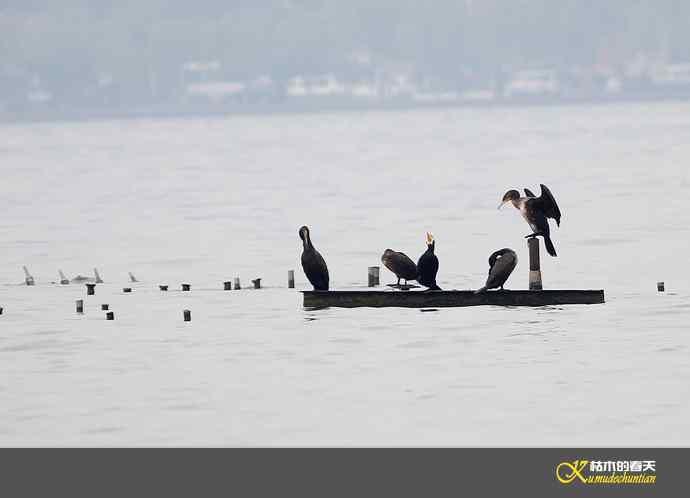 远摄鈥滒叼蒜潯臼蹬摹