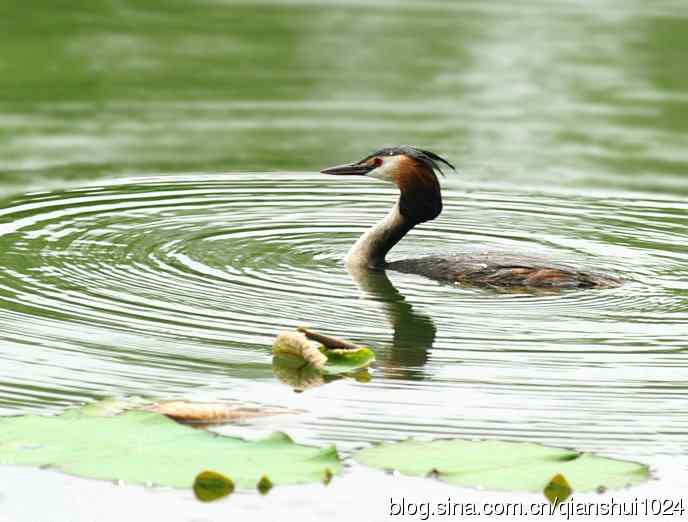 风头(pt)渐渐远去