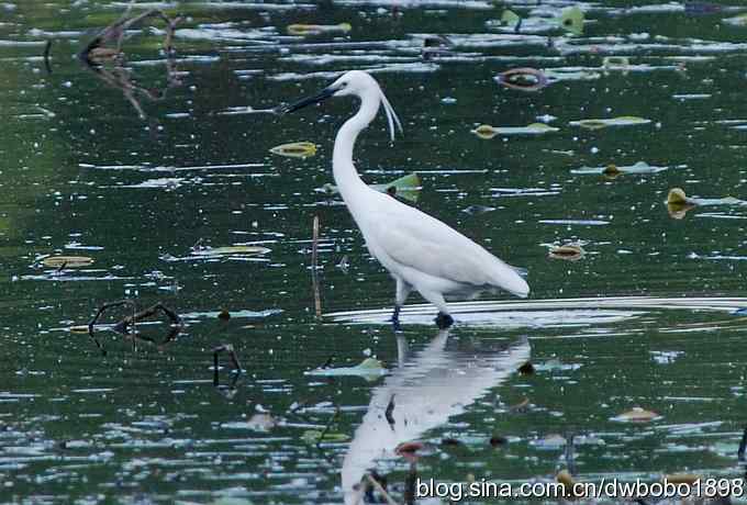 小白鹭黄昏捕鱼