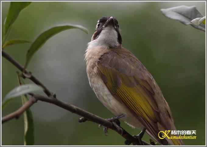 夏天的鈥湸裟疋潯菊掌 夏天的鈥湸裟疋潯菊掌
