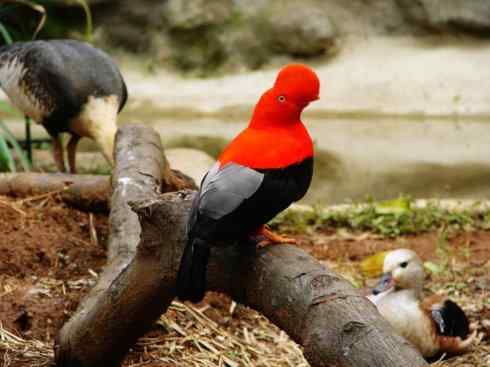 猎奇:十大奇异鸟类之四 猎奇:十大奇异鸟类之四