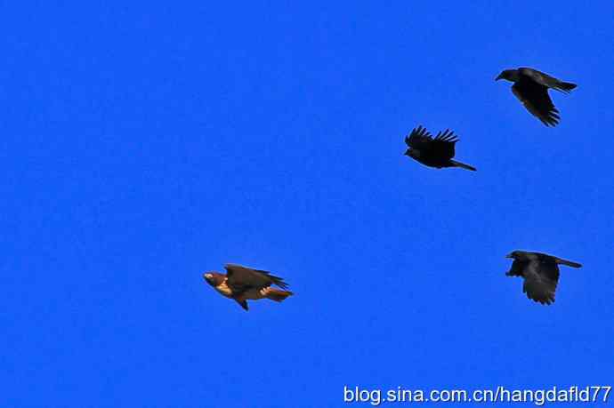 乌鸦驱逐老鹰