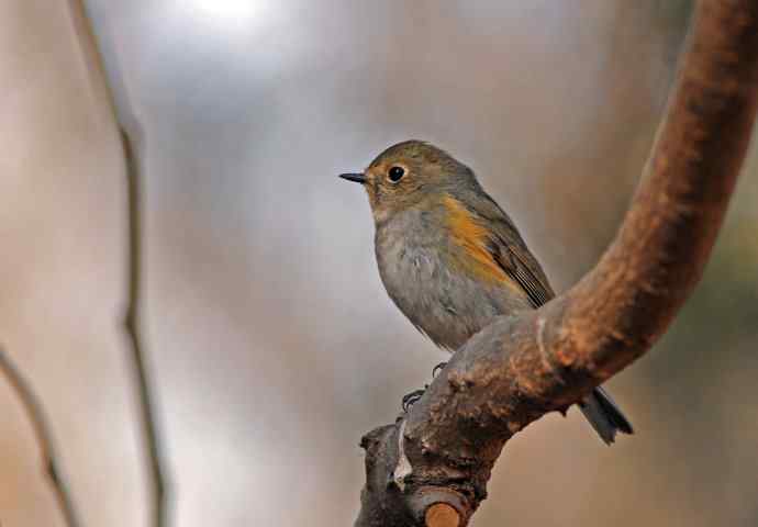 雌性红胁蓝尾鸲(40)