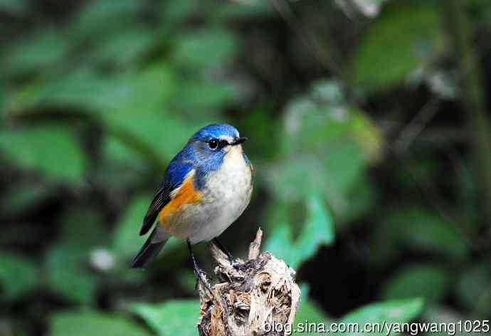 雄性红胁蓝尾鸲（14）