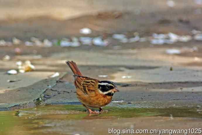雄性白眉鹀(1) 雄性白眉鹀(1)
