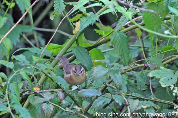 黑眉苇莺 黑眉苇莺