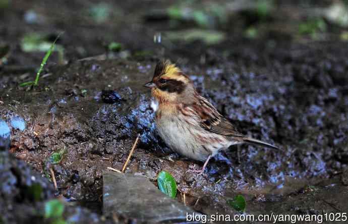 雌性黄喉鹀（12）