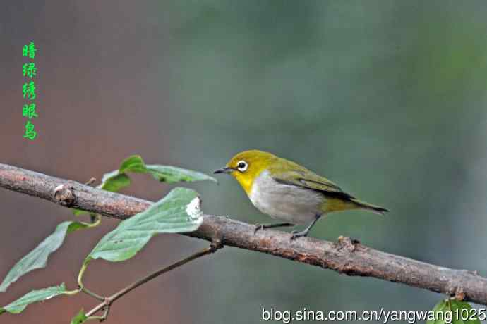 杂片(黄腹山雀、暗绿绣眼鸟、雌性红胁蓝尾鸲、黄腰柳莺) 杂片(黄腹山雀、暗绿绣眼鸟、雌性红胁蓝尾鸲、黄腰柳莺)