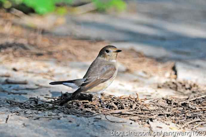 红喉姬鹟（15）