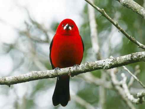 极品红色鸟类：巴西仲嘴雀