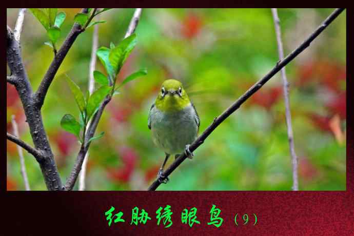 北京天坛公园的鸟类——红胁绣眼鸟（9）