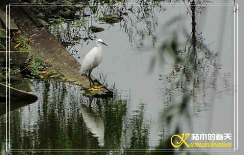 秋天-花-鸟【照片】