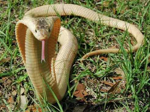 龙:传说的兽原型探秘(眼睛蛇类) 龙:传说的兽原型探秘(眼睛蛇类)