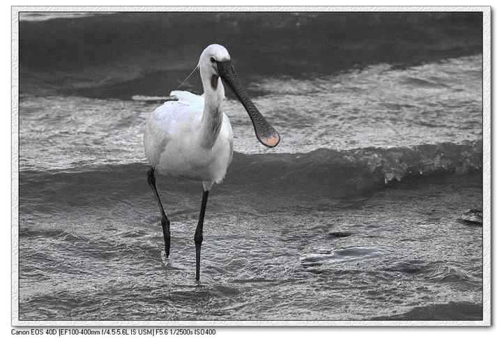 鸟类濒临灭绝，谁之过？